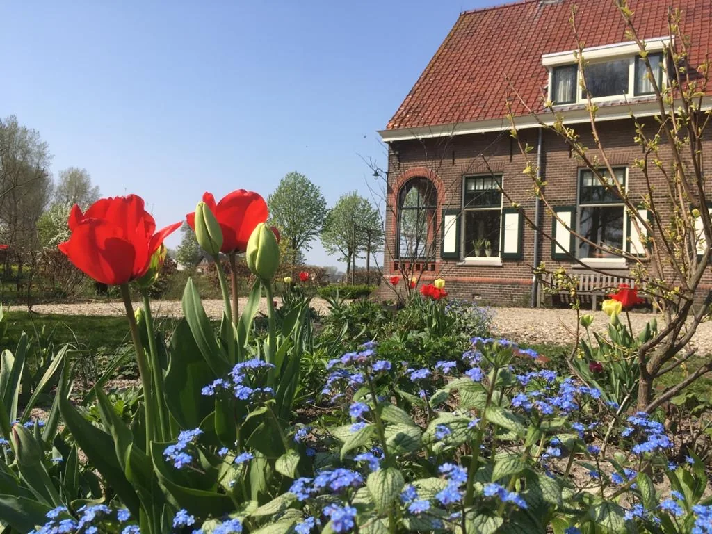 De boerderij Vredes-Hope achter bloeiende tulpen en blauwe voorjaarsbloemen.