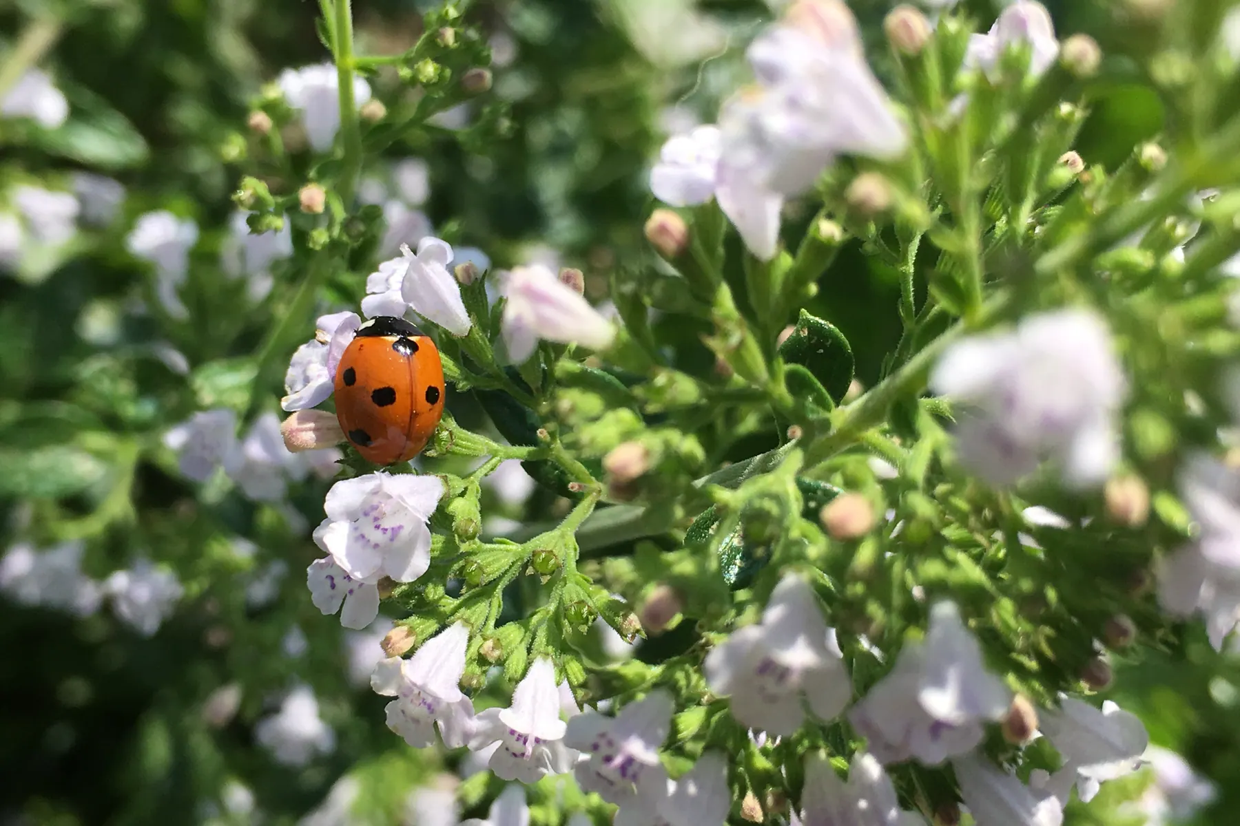 Een lieveheersbeestje tussen kleine lichtpaarse bloemen.