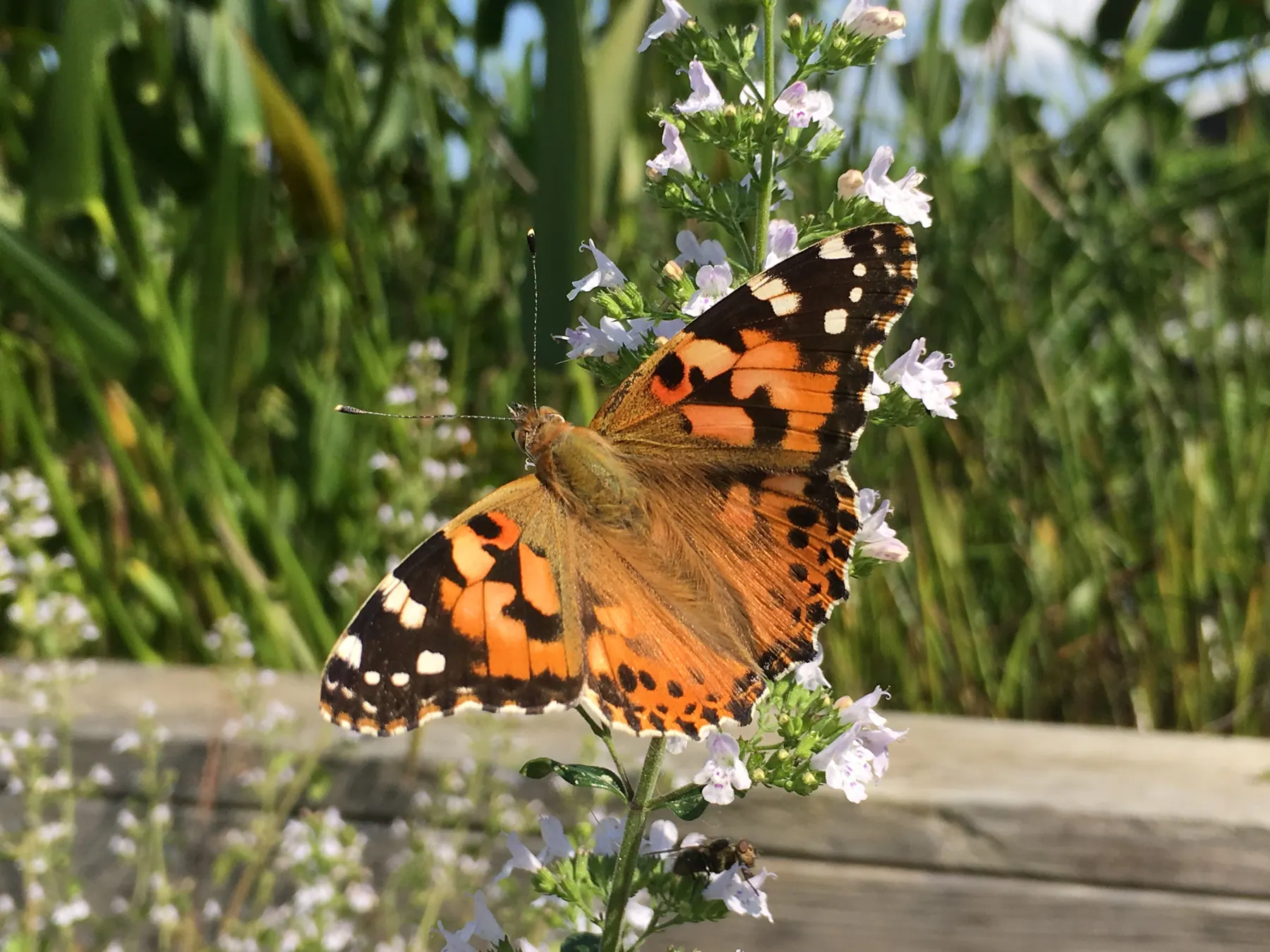 Een oranje vlinder op paarsbloeiende ijzerhard naast een houten rand.