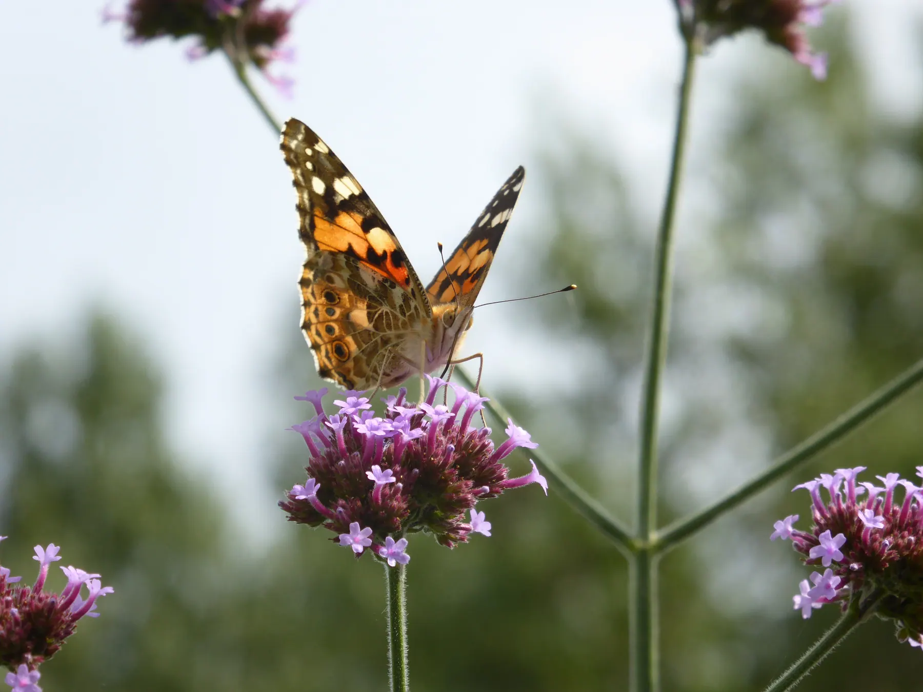 Een oranje vlinder met geopende vleugels op paarse bloemen.