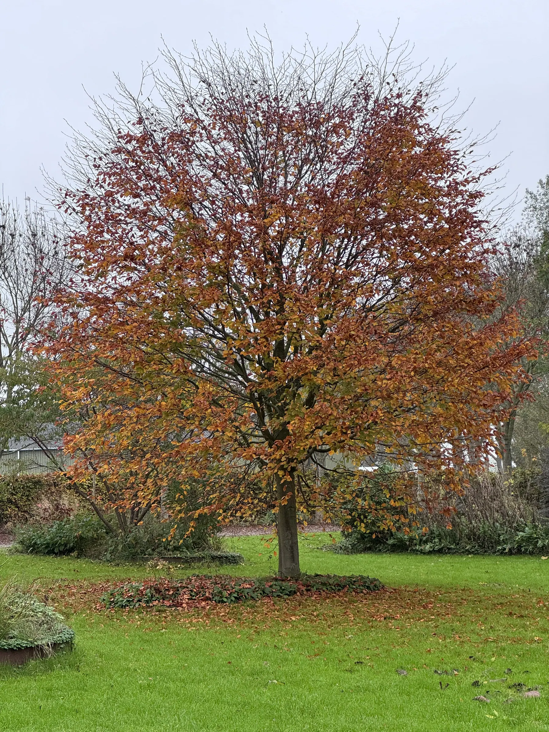 Een vrijstaande boom met koperkleurige herfstbladeren op een groen gazon.