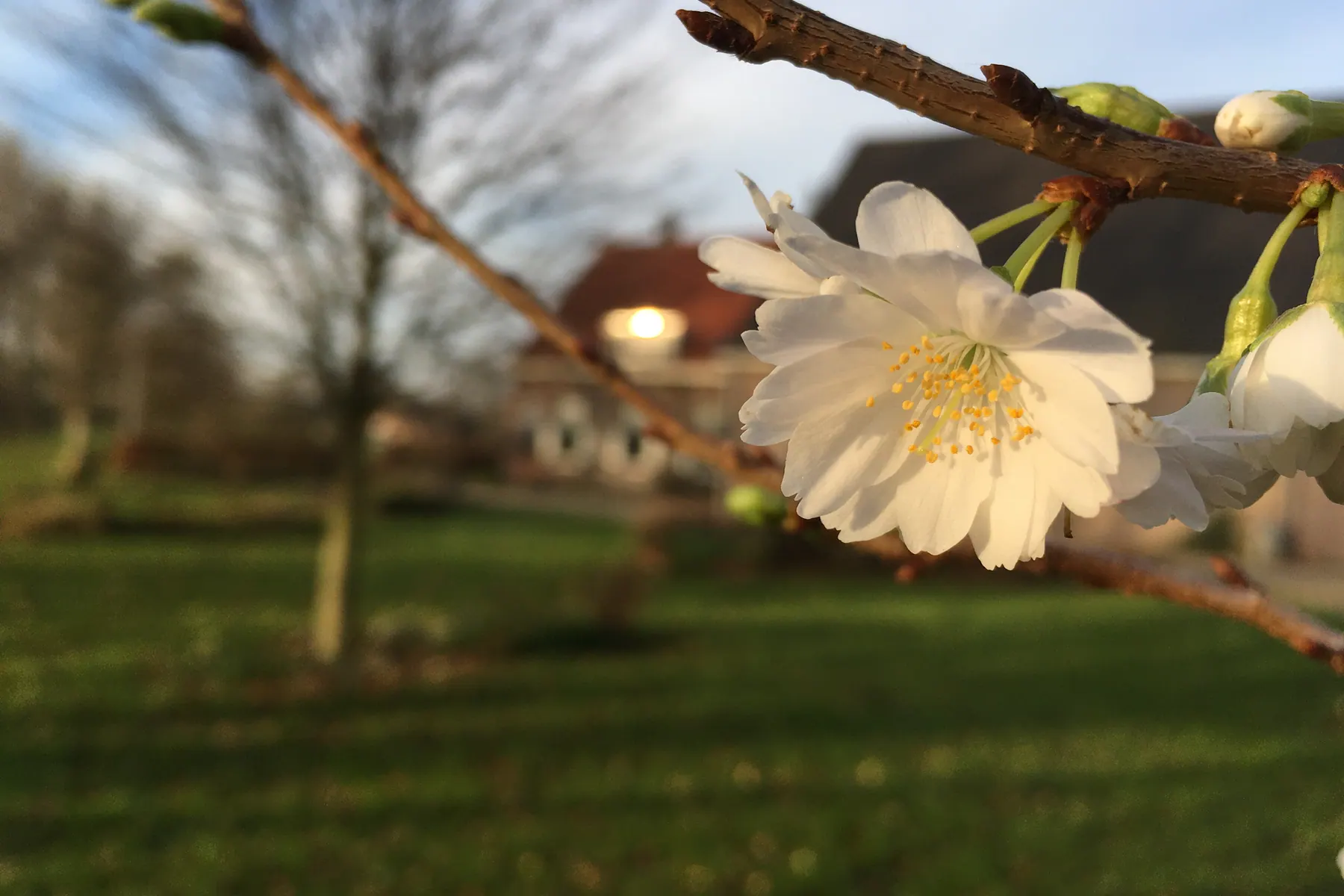 Witte voorjaarsbloesem met een tuin en woning op de achtergrond.