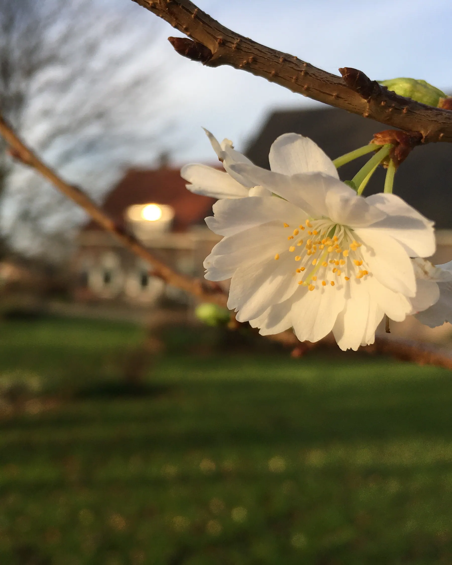 Witte voorjaarsbloesem met een tuin en woning op de achtergrond.