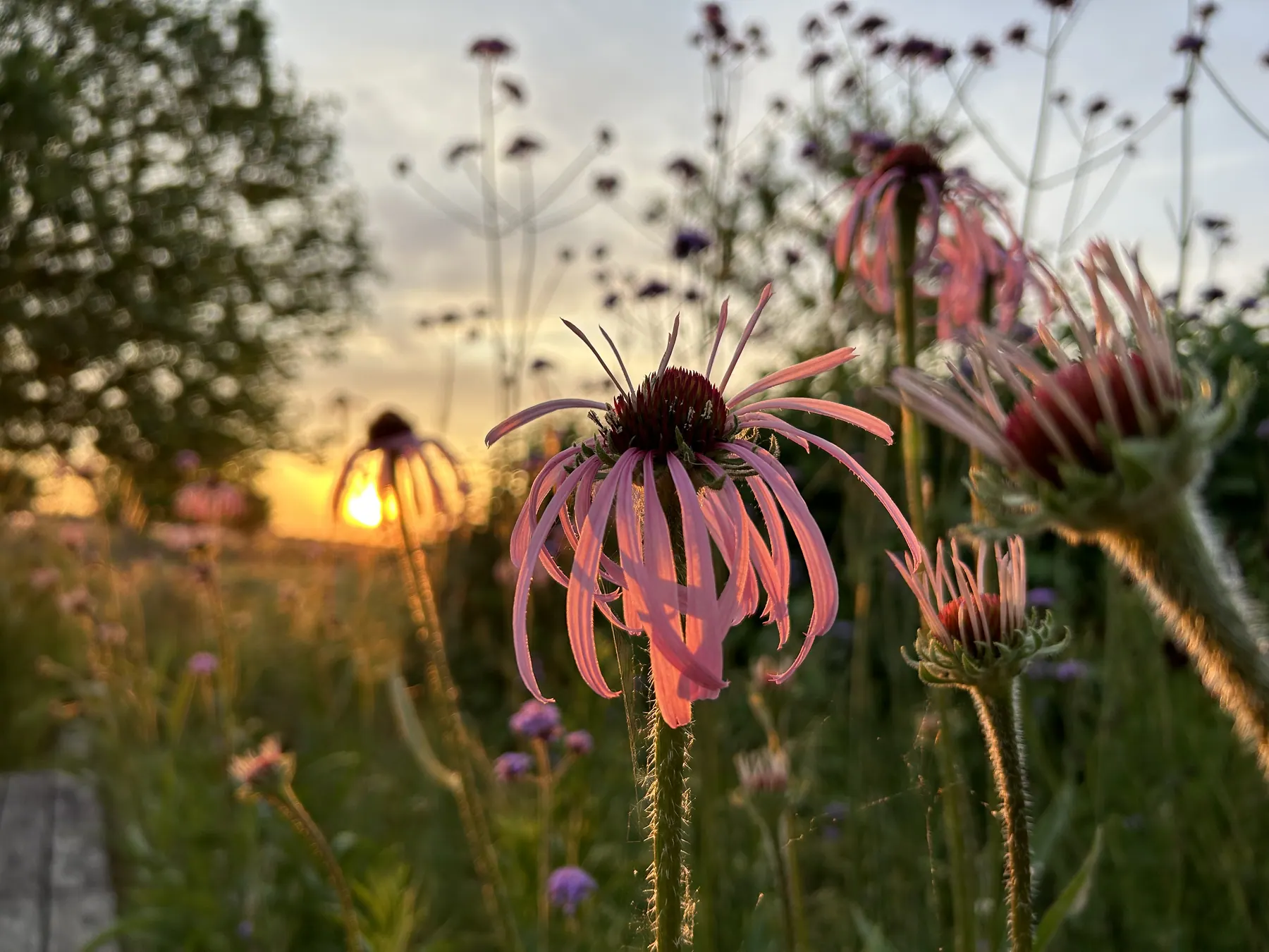 Roze zonnehoeden met laag zonlicht tussen de bloemhoofden.