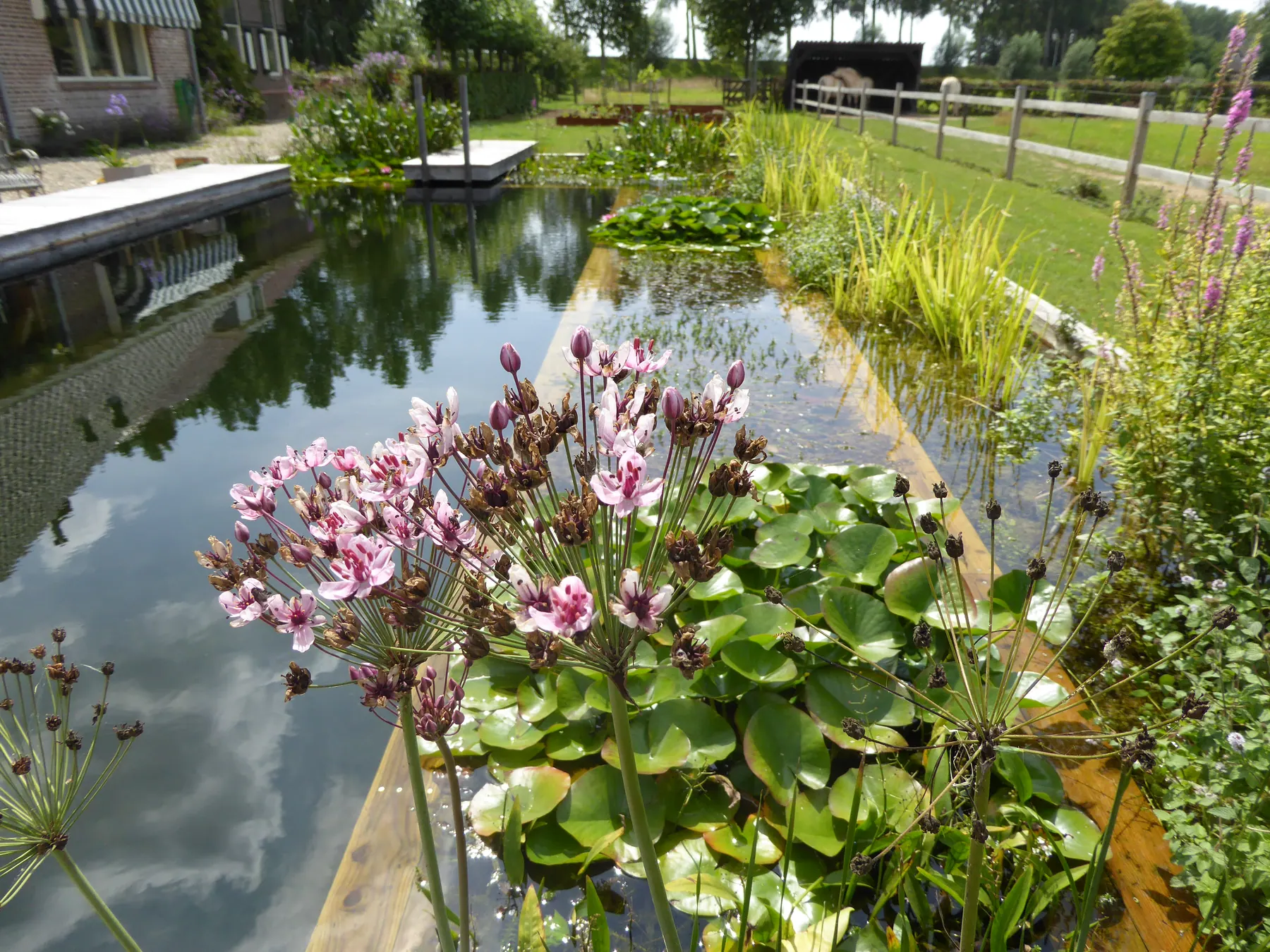 Een roze bloem boven waterleliebladeren in een spiegelende vijver.