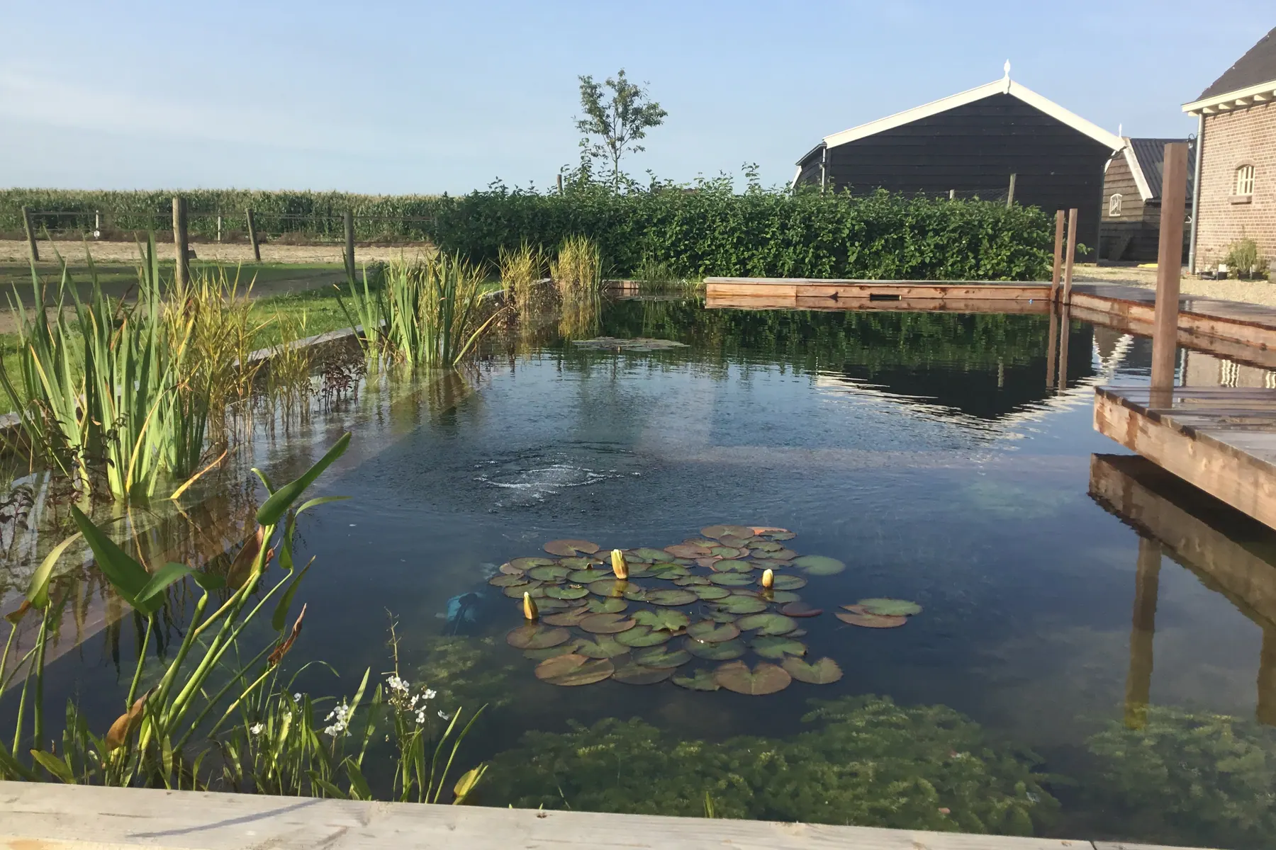 Brede tuinvijver met waterlelies, houten vlonders en zicht over het landschap.