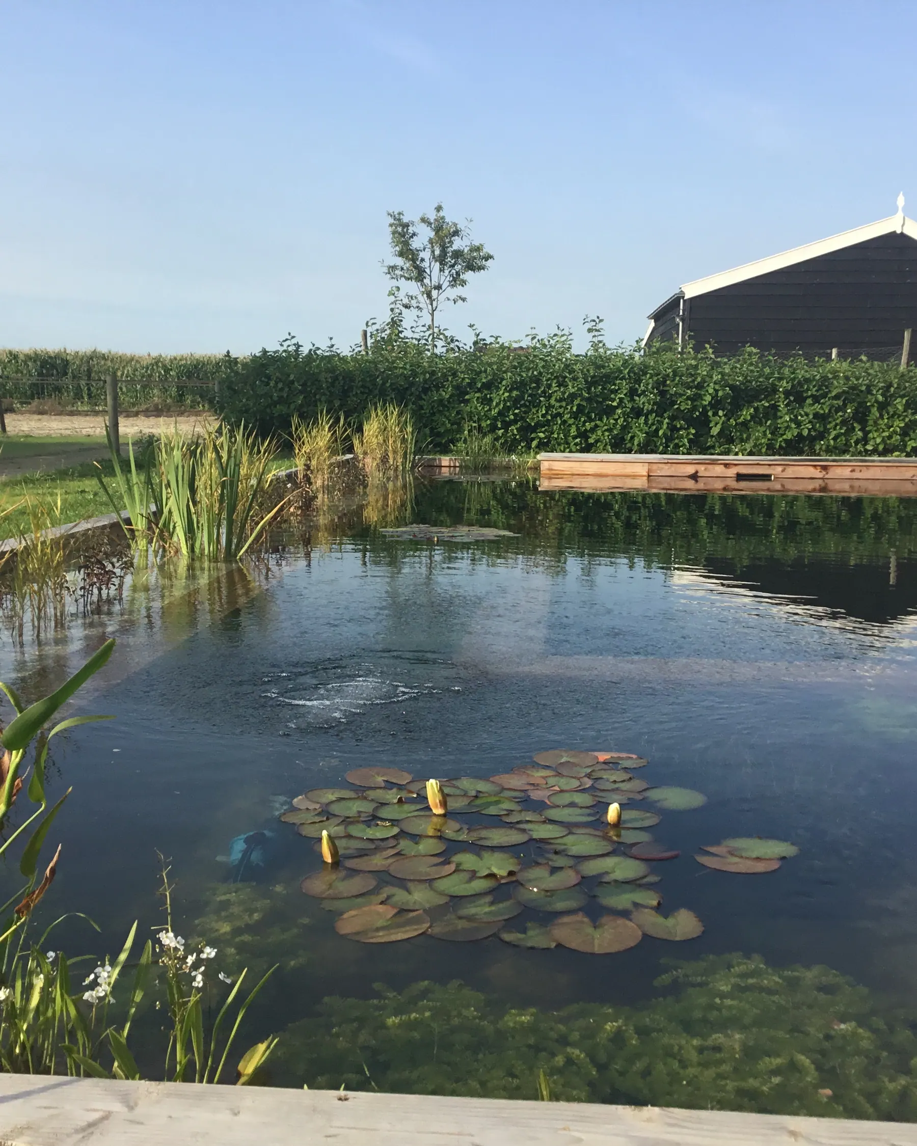Brede tuinvijver met waterlelies, houten vlonders en zicht over het landschap.