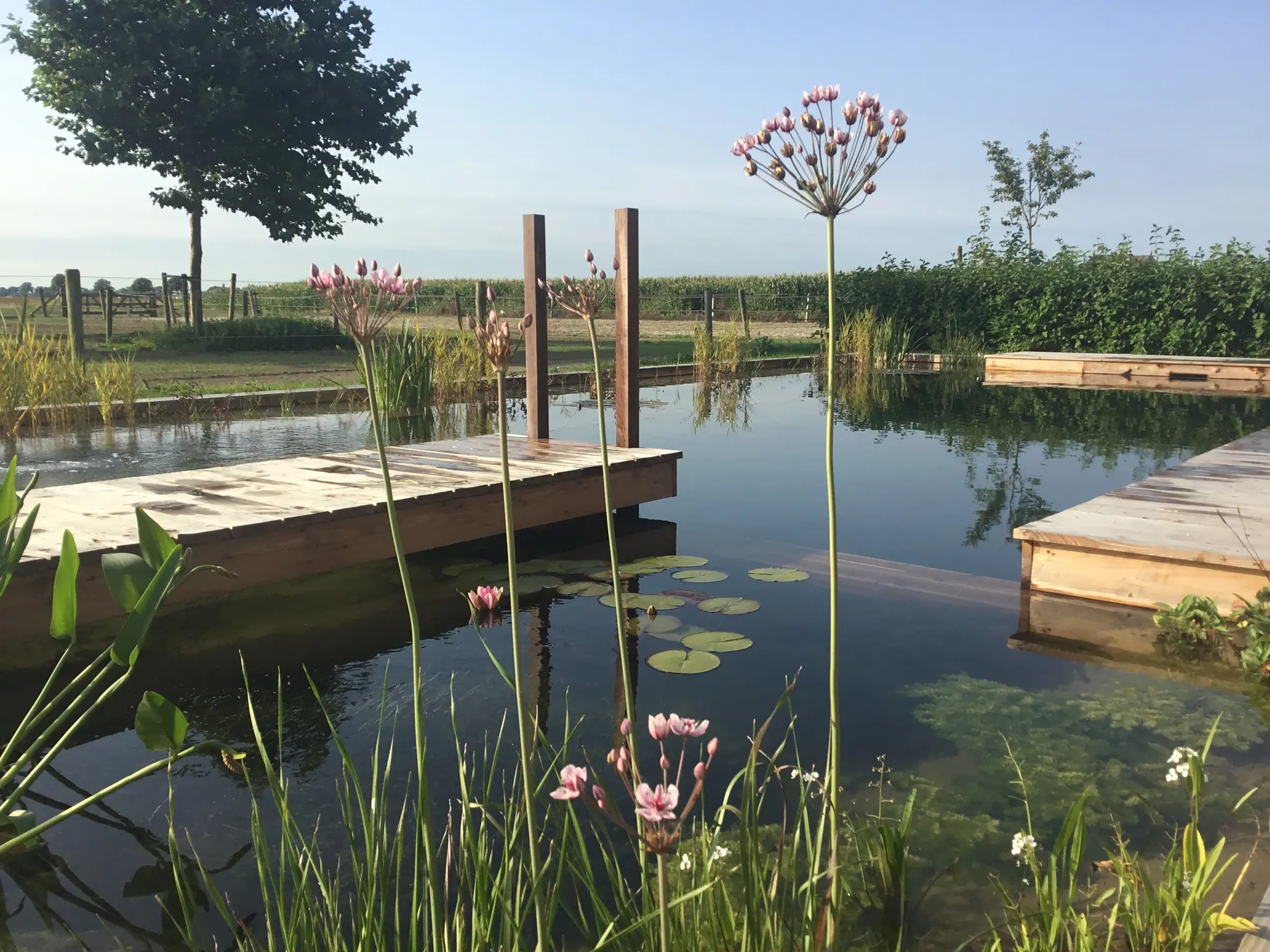 Een tuinvijver met houten vlonders, waterlelies en oeverplanten.