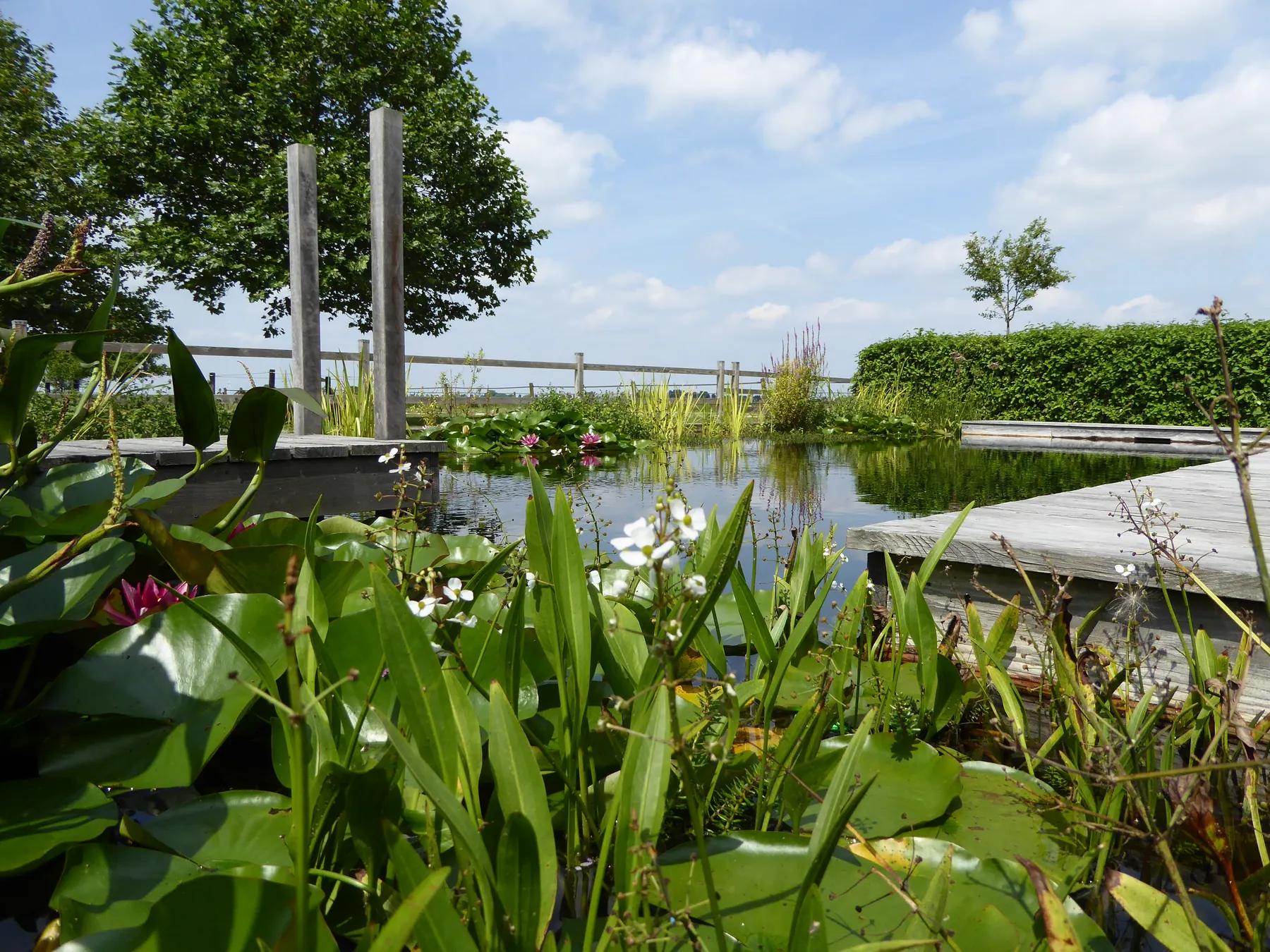 Waterleliebladeren en groene oeverplanten rond een ruime vijver.